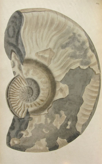 Ammonites Murchisonae SOWERBY